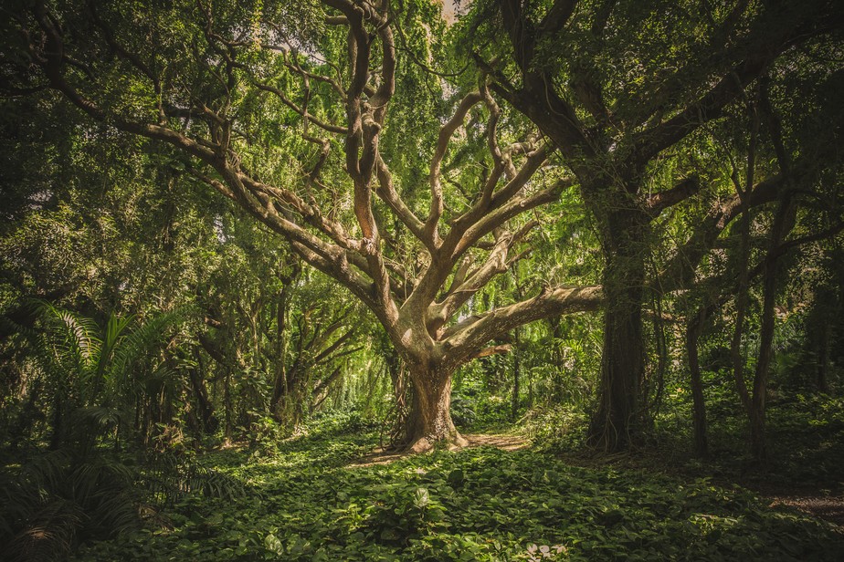 Árvores conversam entre si, têm 'sentimentos' e se comunicam por 'internet' da floresta