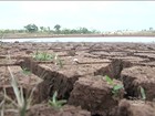 Estiagem causa morte de rebanho e prejuízo em lavouras no Maranhão