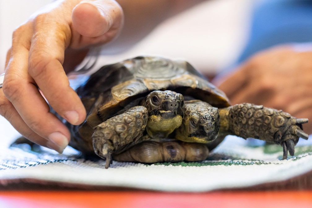 Janus, a tartaruga de duas cabeças do Museu de História Natural de Genebra, completa 25 anos — Foto: Pierre Albouy/Reuters