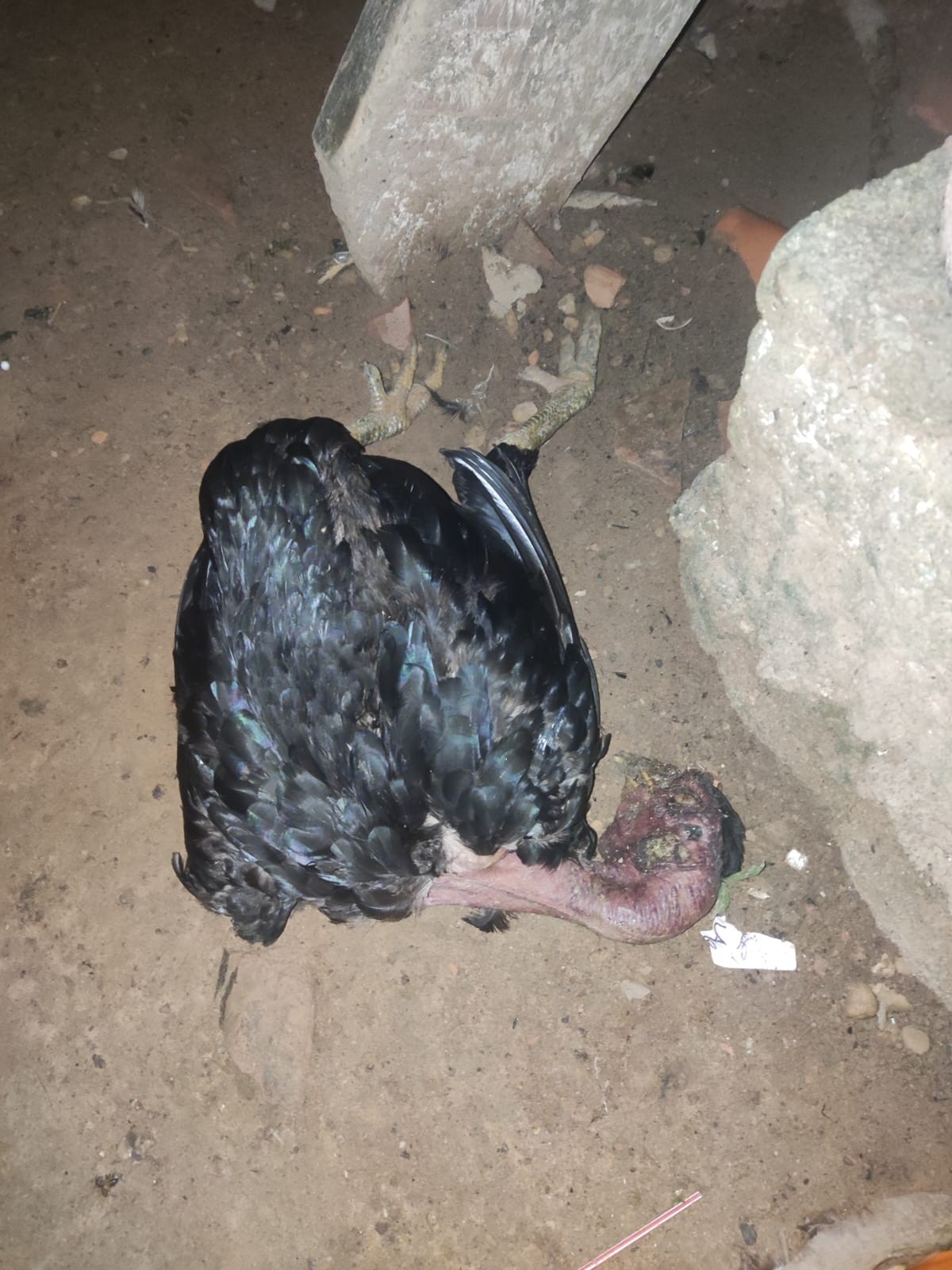 Enxame de abelhas mata pelo menos 14 galinhas e fere cães em fazenda de Porto Nacional; veja vídeo