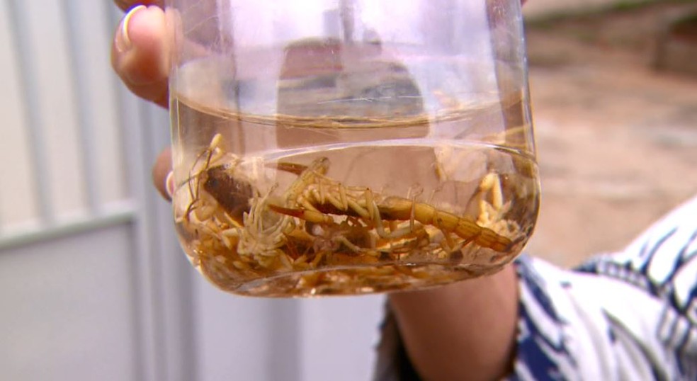Moradores colecionam escorpiões mortos em potes — Foto: Wilson Aiello/EPTV
