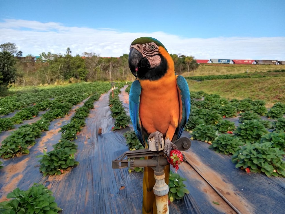Agricultor aproveitou a oportunidade para filmar animal em Urânia  — Foto: Bruno Aparecido 