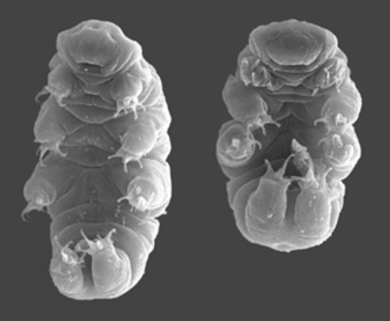 tardigrada - fofinha e microscópica (Foto: wikimedia commons)