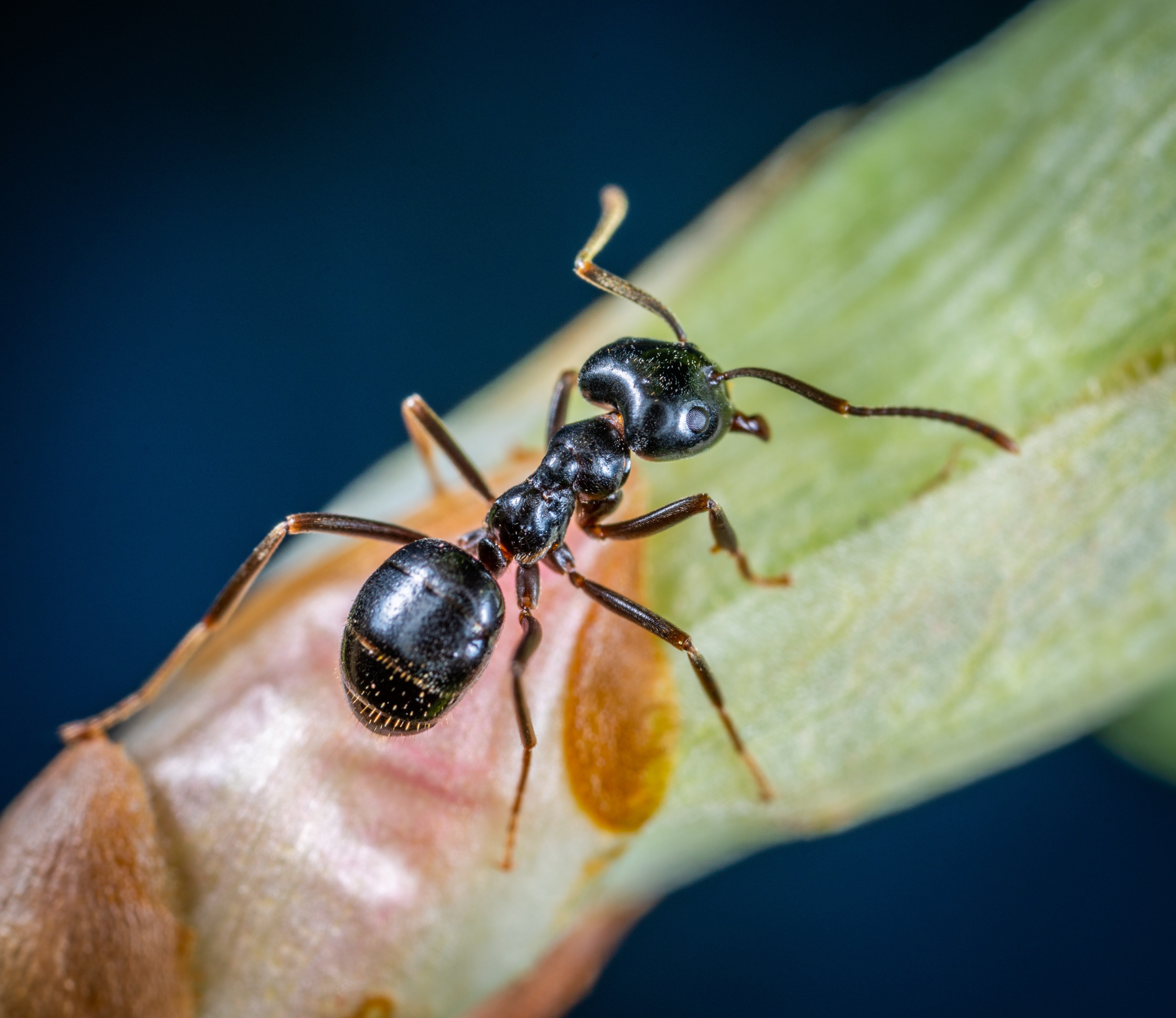 Perder habilidade de voar foi um grande benefício para as formigas (Foto: Egor Kamelev/Pexels)