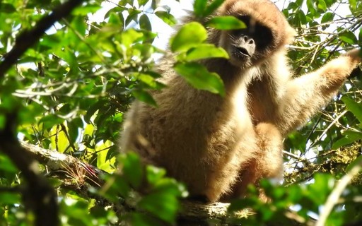 Reserva nacional preserva espécie de macaco ameaçada de extinção - Galileu