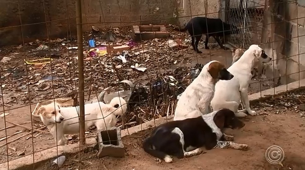 ONGs que cuidam de animais abandonados enfrentam falta de dinheiro e  estrutura em Sorocaba | Sorocaba e Jundiaí | G1