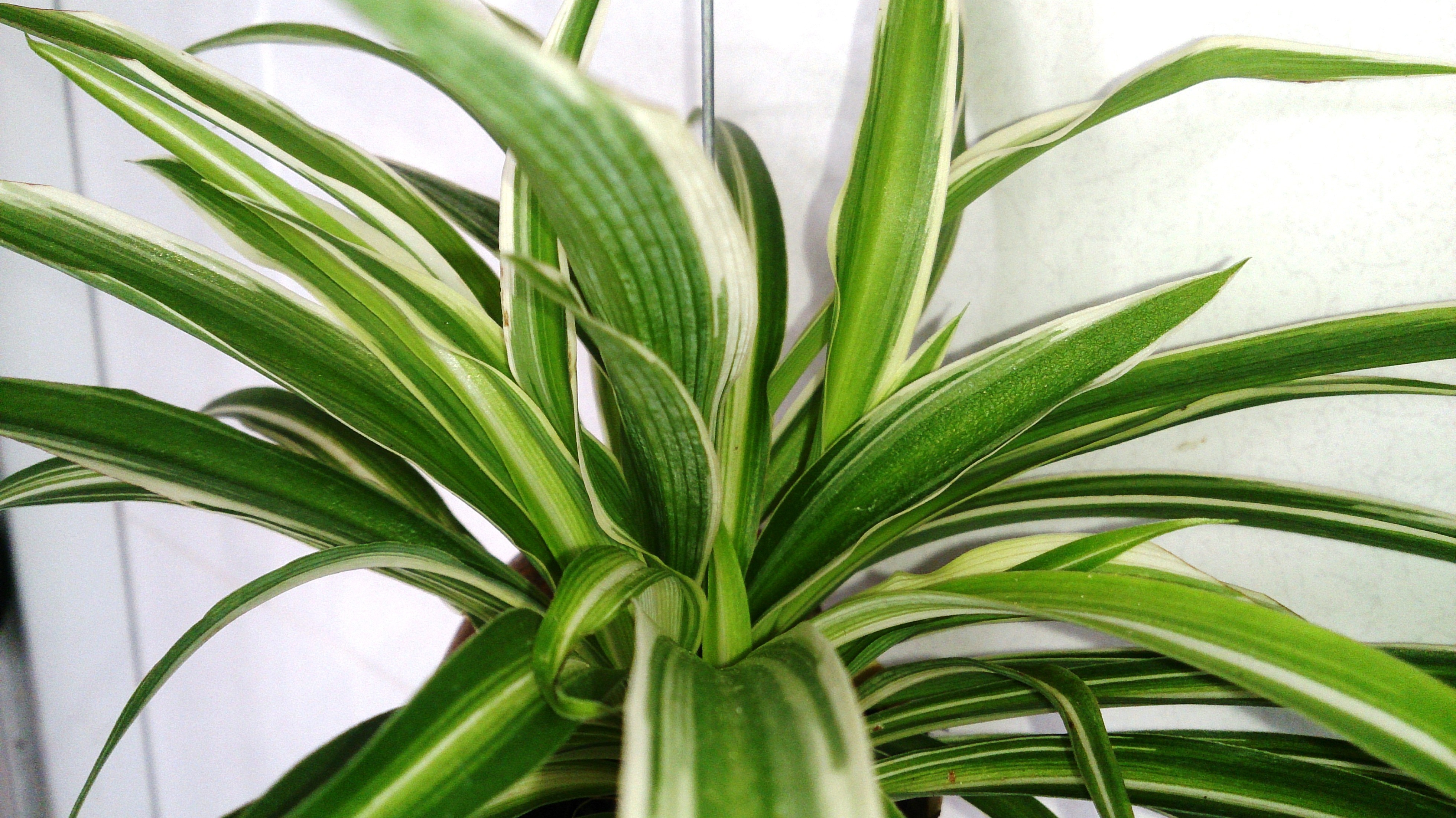 O clorofito tem folhas compridas e pontiagudas (Foto: Mokkie/Wikimedia Commons)