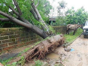 Árvore caída após temporal na cidade de Rio Pardo (Foto: Prefeitura de Rio Pardo/Reprodução)