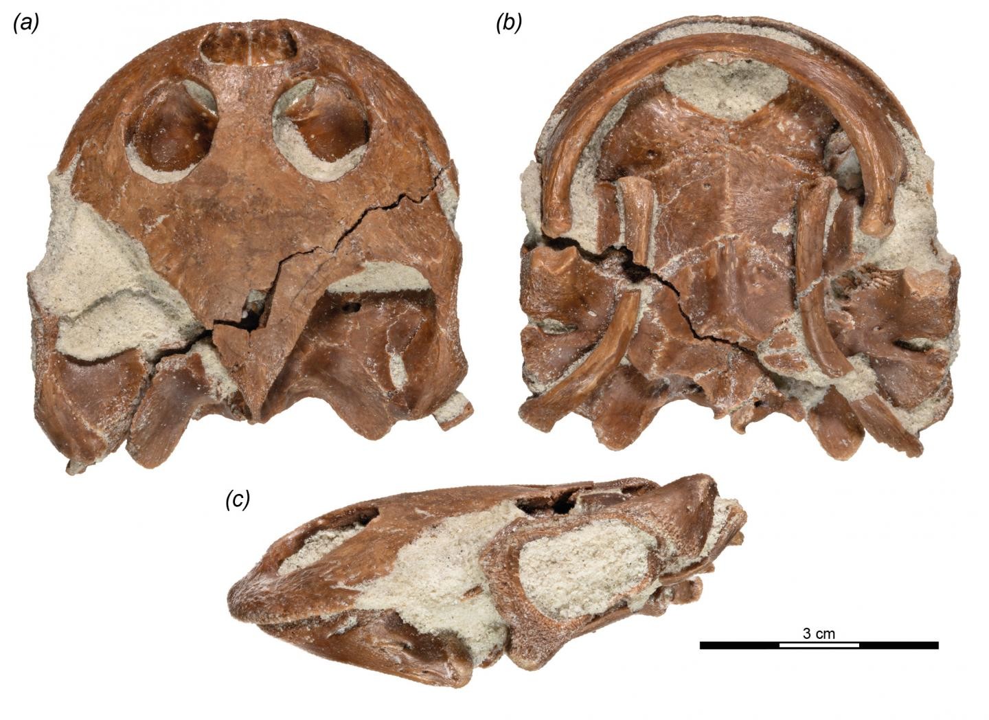 Fóssil preservado de Sahonachelys mailakavava mostra partes do crânio. (Foto: Walter Joyce)