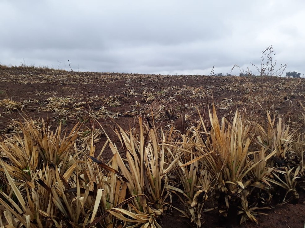 Áreas queimadas foram em Pacaembu e Marabá Paulista — Foto: Polícia Ambiental 