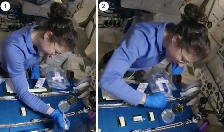 Astronauta Christina Kock realiza o experimento com tecnologia de edição de genoma CRISPR/Cas9 (Foto: Sebastian Kraves)