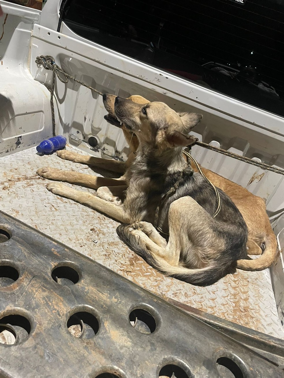 Animais estavam com carrapatos, pulgas e magros — Foto: Vanessa Facundes/Arquivo pessoal