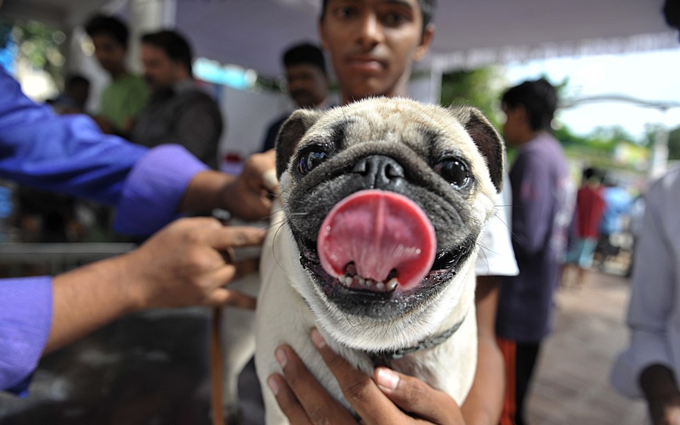 Tutores podem levar cães e gatos para serem vacinados nesta quinta (21). — Foto: Noah Seelam/AFP