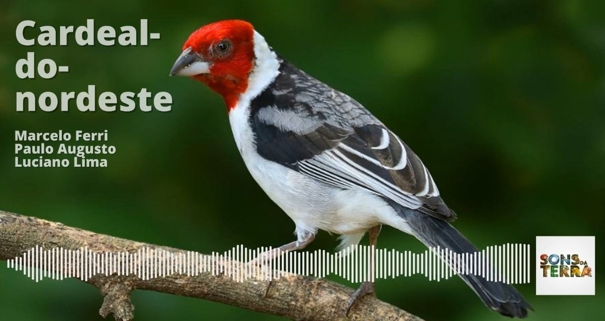 Uma ave abençoada: podcast explica o nome e os encantos do  cardeal-do-nordeste | Terra da Gente | G1