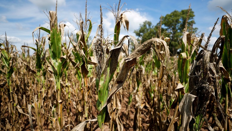 Plantação de milho sofre após longo período de seca que acabou em janeiro em região próxima a Buenos Aires, Argentina  (Foto: REUTERS/Agustin Marcarian)