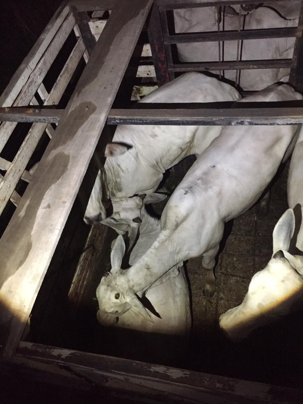 Um dos homens foi preso em flagrante enquanto furtava oito cabeças de gado na zona rural de Coraçaõ de Jesus — Foto: Polícia Civil/Divulgação