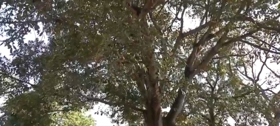 Figueira que fica na casa de Marechal Rondon era espaço para saraus e bailes — Foto: Reprodução/TVCA