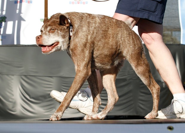 Quasi Modo foi eleito o cão mais feio do mundo (Foto: George Nikitin/AP)