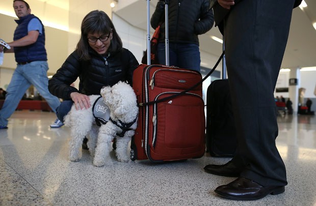 Um cachorros brinca com passageiros em Los Angeles (Foto: Justin Sullivan/Getty Images/AFP)