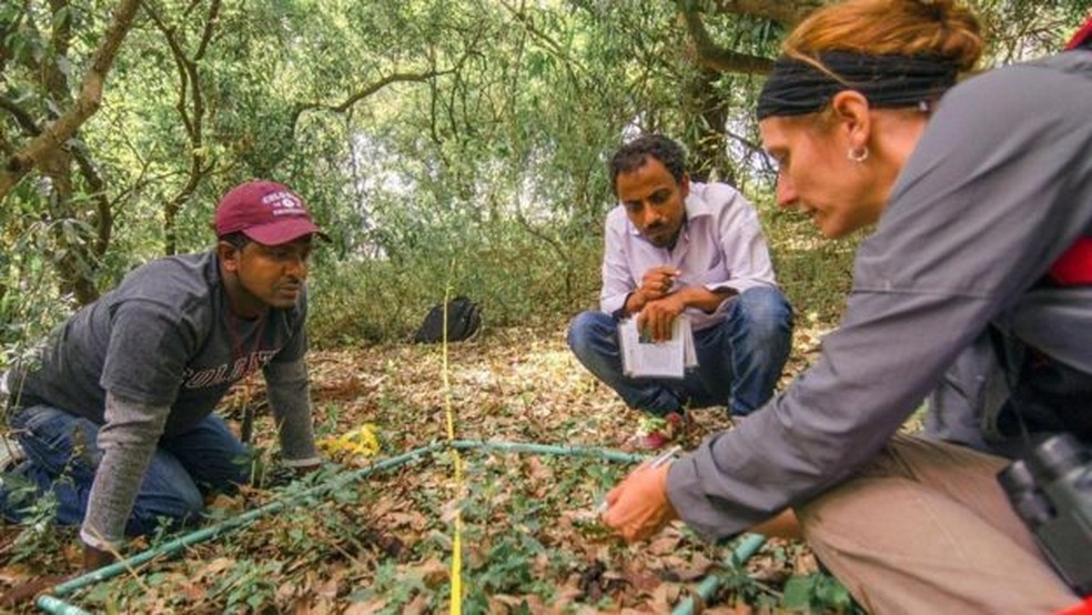 Catherine Cardelús e sua equipe coletaram amostras do solo e de folhas para elaborar estratégias de conservação — Foto: Sarah Hewitt / BBC