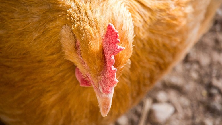 frango-ave-galinha (Foto: Max Pixel/Creative Commons)