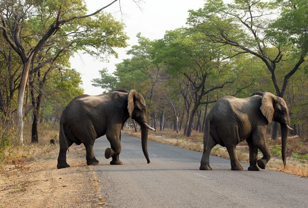 Elefantes são vistos no Parque Nacional Hwange, no Zimbábue, em foto de 1º de outubro (Foto: Tsvangirayi Mukwazhi/AP)