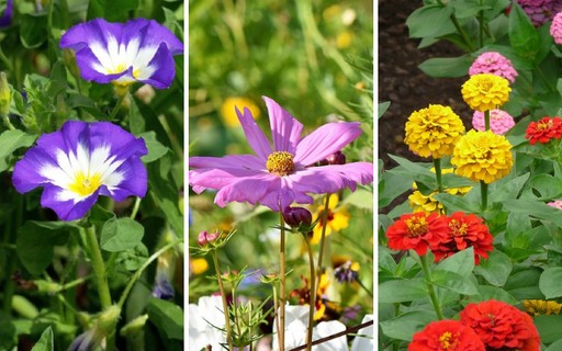 Flores de agosto: 6 espécies para começar a plantar no mês - Casa e Jardim  | Flores