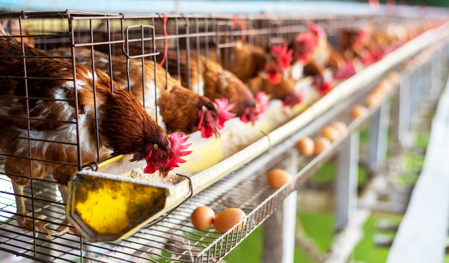 Fazenda de doenças: como a produção industrial de frango está gerando a próxima pandemia