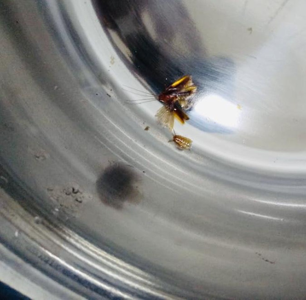 Equipe médica de UPA fez lavagem no ouvido da criança e mostrou inseto retirado para a mãe — Foto: Redes sociais/Reprodução