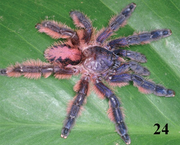 Aranha 'Typhochlaena amma', encontrada no Espírito Santo, segundo o estudo (Foto: Reprodução/'ZooKeys')