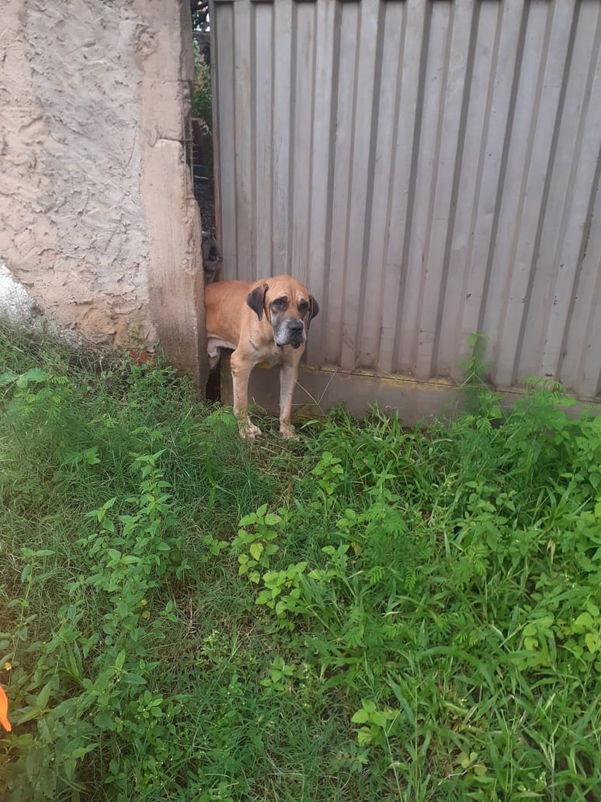 Cão fica preso em fresta lateral de portão e é resgatado pelo Corpo de Bombeiros em Montes Claros