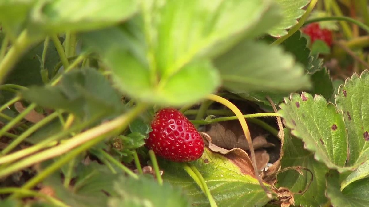 Paraná é o terceiro maior produtor de morango do Brasil, e iniciativas locais tentam reduzir
