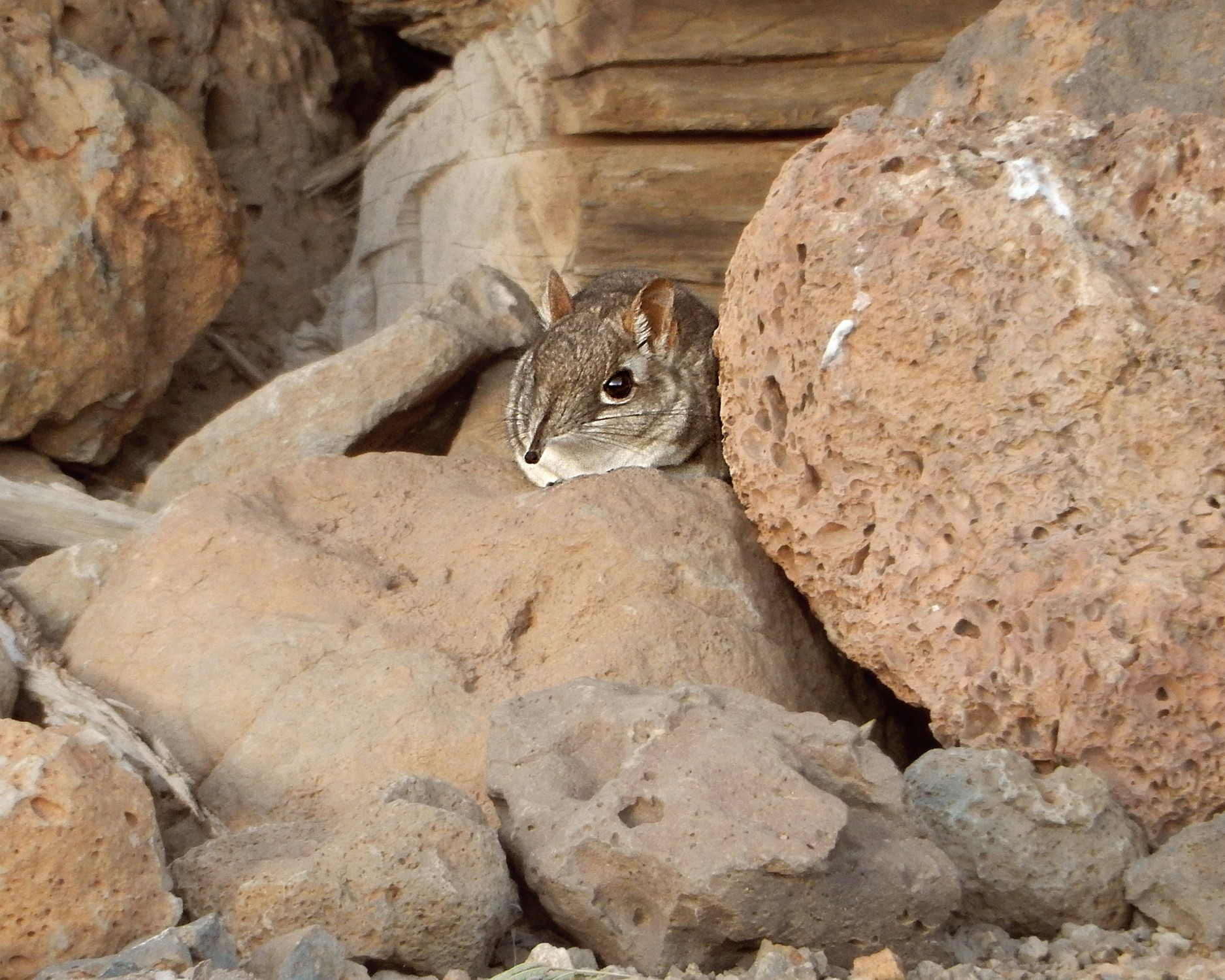 Sengui somali é redescoberto após 52 anos sem registro da ciência (Foto: Steven Heritage, Duke University Lemur Center)