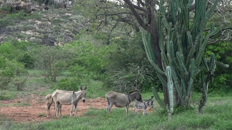 Antes do abate, animais ficam armazenados em áreas de caatinga na Chapada Diamantina (Foto: FELIX LIMA via BBC News Brasil)