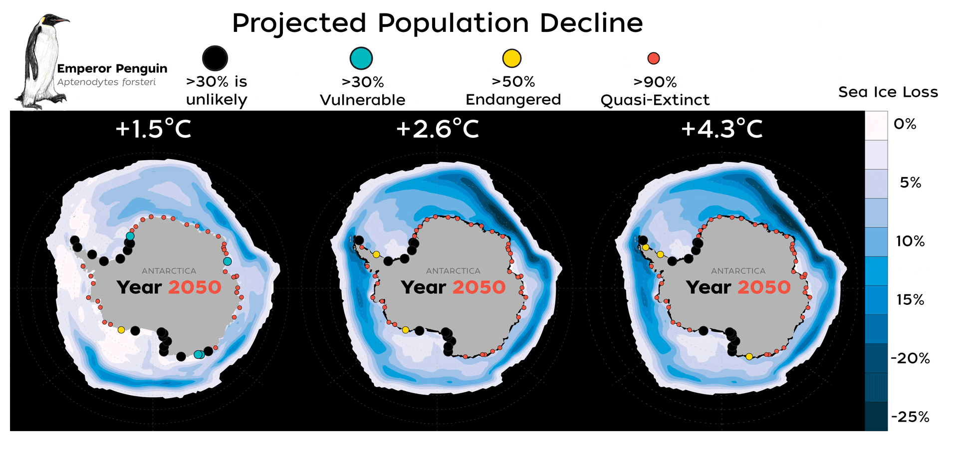 Trio de gráficos ilustram o rápido declínio na cobertura do gelo marinho na região da Antárctica e nas populações de pinguins-imperador entre os anos de 2050, 2080 e 2100. (Foto: Natalie Renier/Woods Hole Oceanographic Institution)