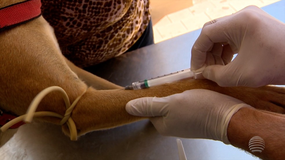 Casos Confirmados De Calazar Em Caes Aumentam Nas Areas Urbana E Rural De Santarem Santarem E Regiao G1