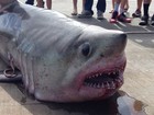 Com filho de 9 anos, americano fisga tubarão-sardo de 219 quilos