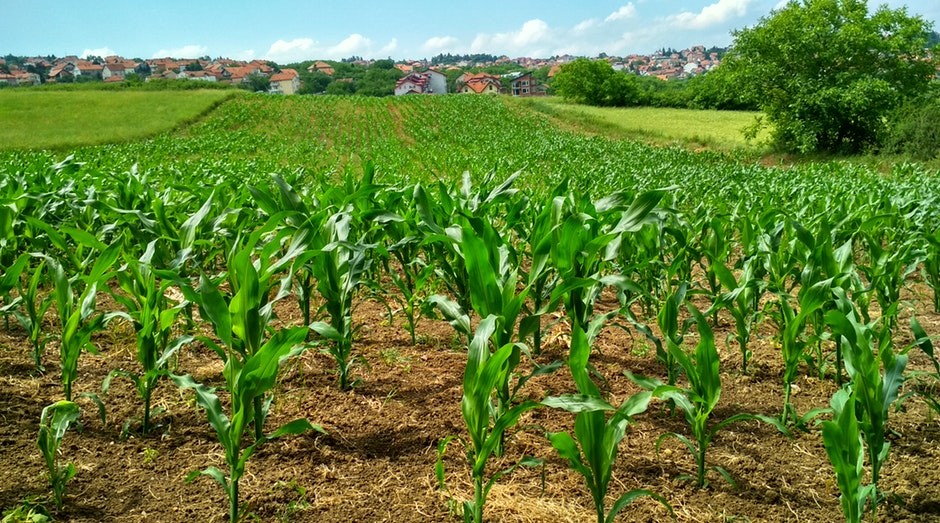 agricultura, agronegócio (Foto: Pexels)