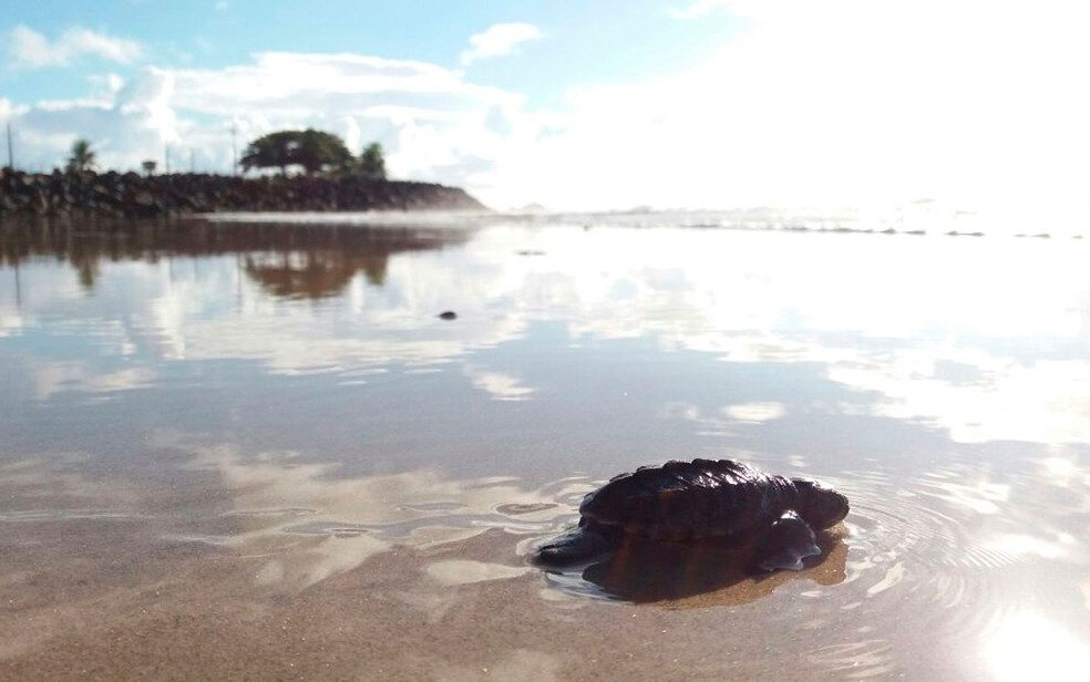 Tartaruga no mar de Ilhéus, no sul do estado (Foto: Vinícius Alcântara)