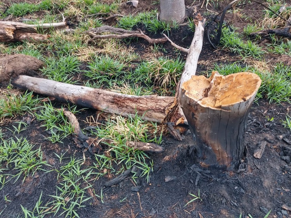 Fiscalização constatou danos ambientais em fazenda em Santo Anastácio — Foto: Polícia Militar Ambiental