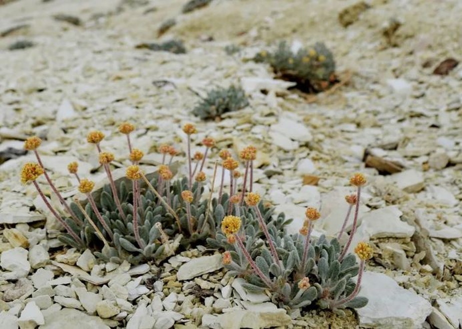 Flor Eriogonum tiehmii está ameaçada de extinção devido à mineração de lítio