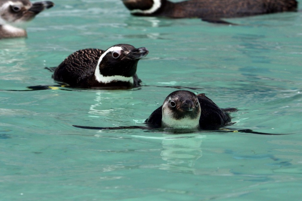 Dos 1,1 mil pinguins resgatados nas praias da Florianópolis em 2021, só 129  estavam vivos, diz associação | Santa Catarina | G1