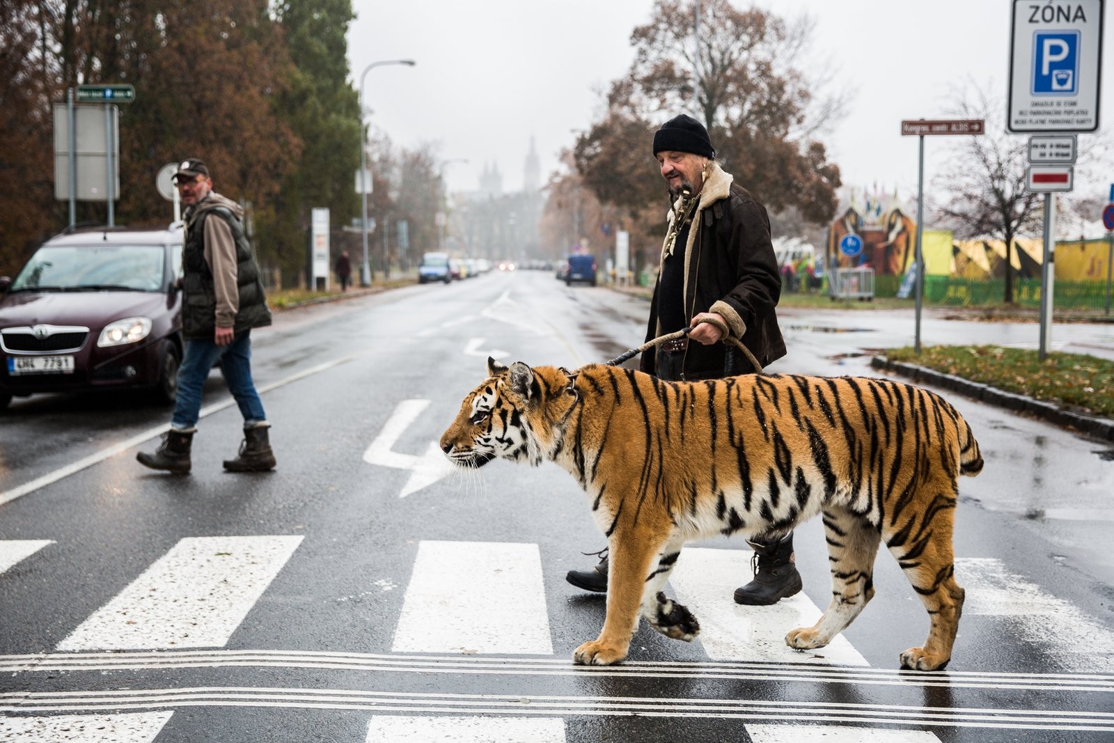 Jaromir Joo is having random walks in public with his tiger Tajga.Behind the scenes of everyday life of the circus people in Czech Republic (Hradec Kralove, Olomouc). (Foto: David Tesinsky / Svobodne Forum)