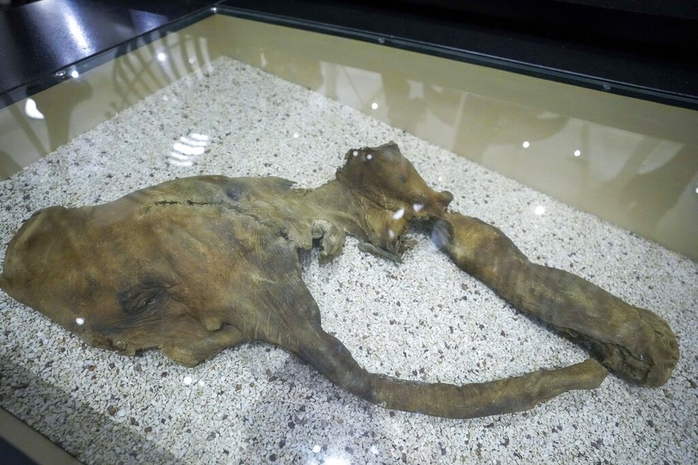 "Effie", os restos mumificados de um bebê mamute encontrado no Alasca em 1948 está em exibição no Museu Americano de História Natural, sexta-feira, 13 de janeiro de 2023, em Nova York — Foto: AP Photo/Mary Altaffer