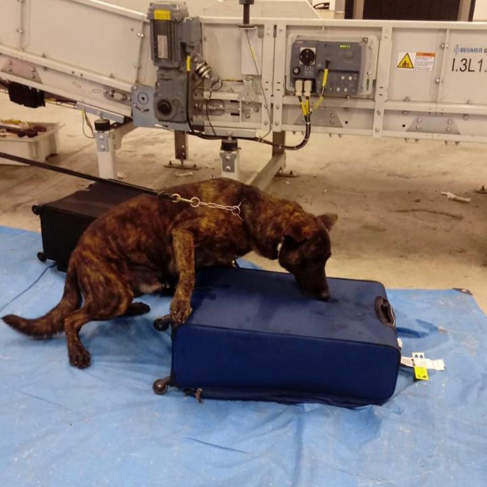 Cão farejador encontrou 5kg de cocaína em mala de passageira que embarcava para Portugal — Foto: PF/Divulgação