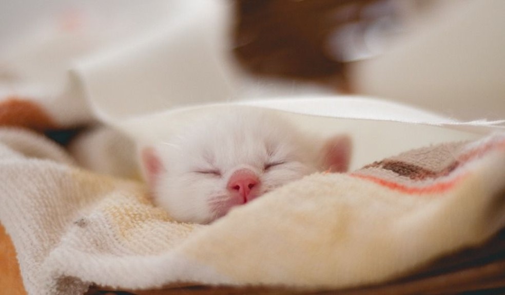 Proposta de ensaio 'newborn' feito pela universitária Alanna Rodrigues era procurar donos para os gatos filhotes (Foto: Alanna Rodrigues/Arquivo Pessoal)
