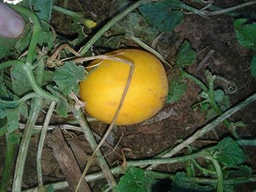 A melancia do Cerrado é mais comum em regiões abertas, nos estados de Goiás, Minas Gerais, São Paulo e em uma pequena parte do Paraná e Mato Grosso do Sul (Foto: Arquivo Pessoal/Elizabete Leonel)