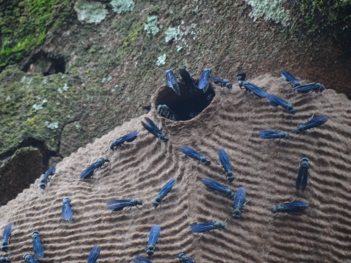 Marimbondo Tatu Leva O Nome Por Conta Do Formato Do Ninho Terra Da Gente G1 See more of marimbondo on facebook. marimbondo tatu leva o nome por conta