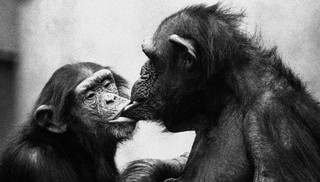 Chimpanzé assexual e bonobos bissexuais: o que primatas revelam sobre sexo e gênero em humanos, segundo cientista