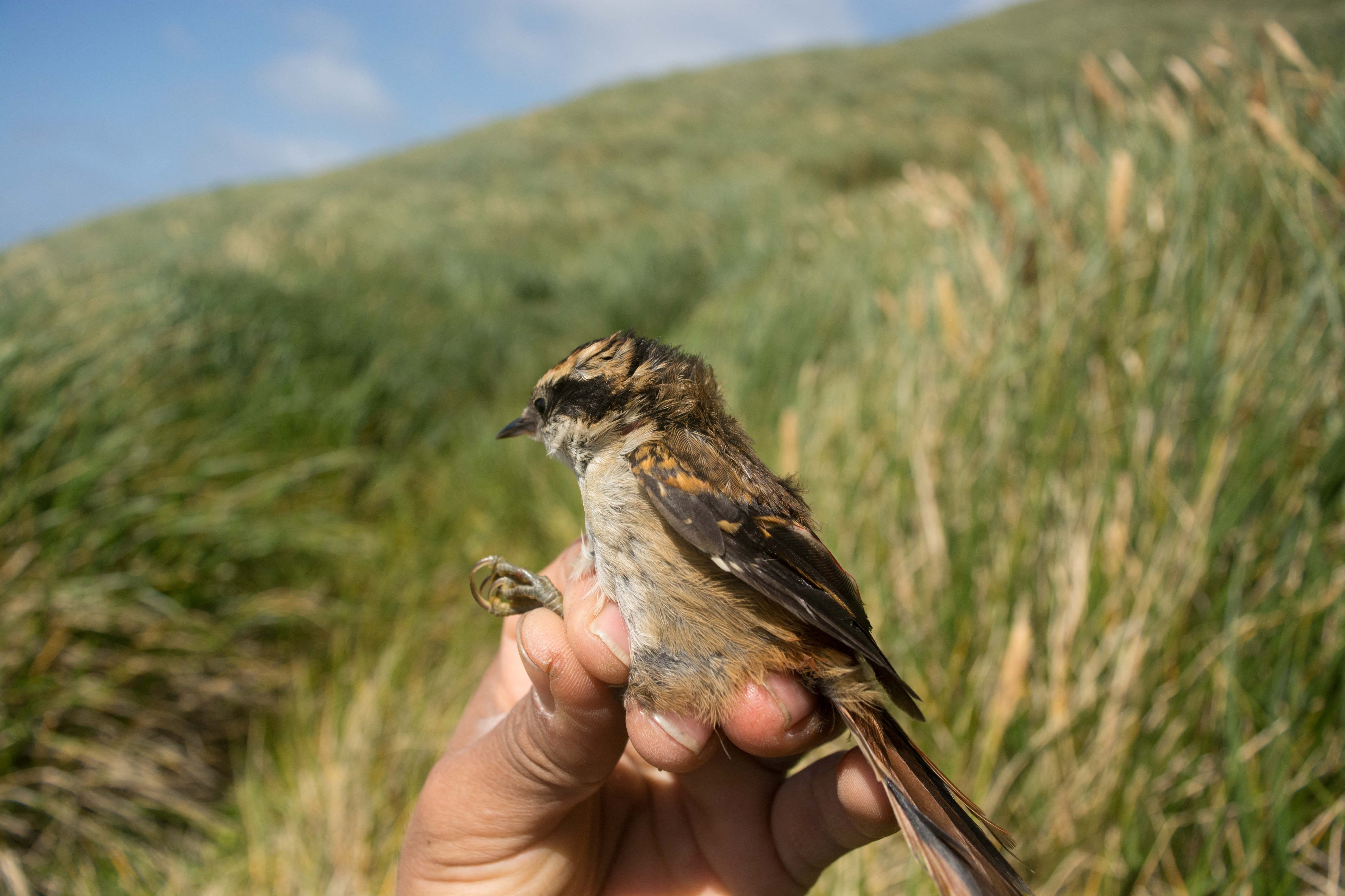 Cientistas encontram nova espécie de pássaro no extremo sul do Chile (Foto: Universidade de Magallanes-Centro Internacional Cabo Horn/Divulgação via REUTERS)